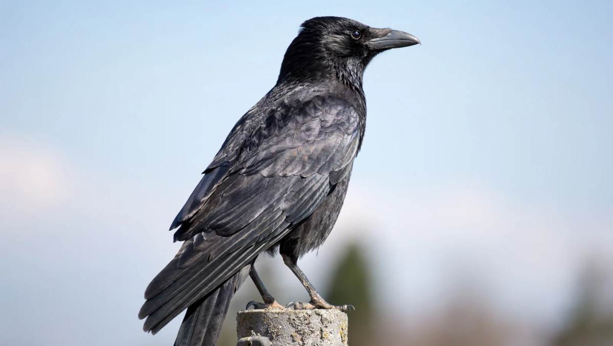 crow as a pet