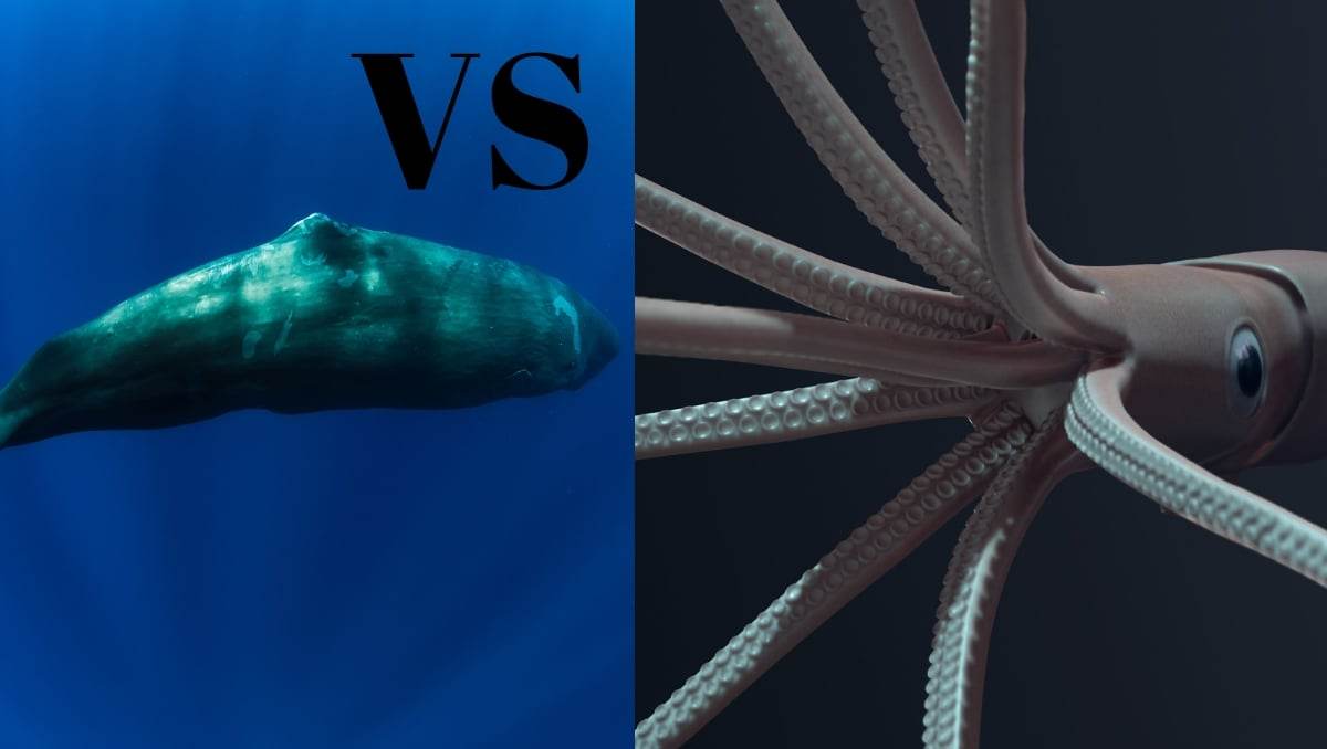 Sperm Whale VS Giant Squid
